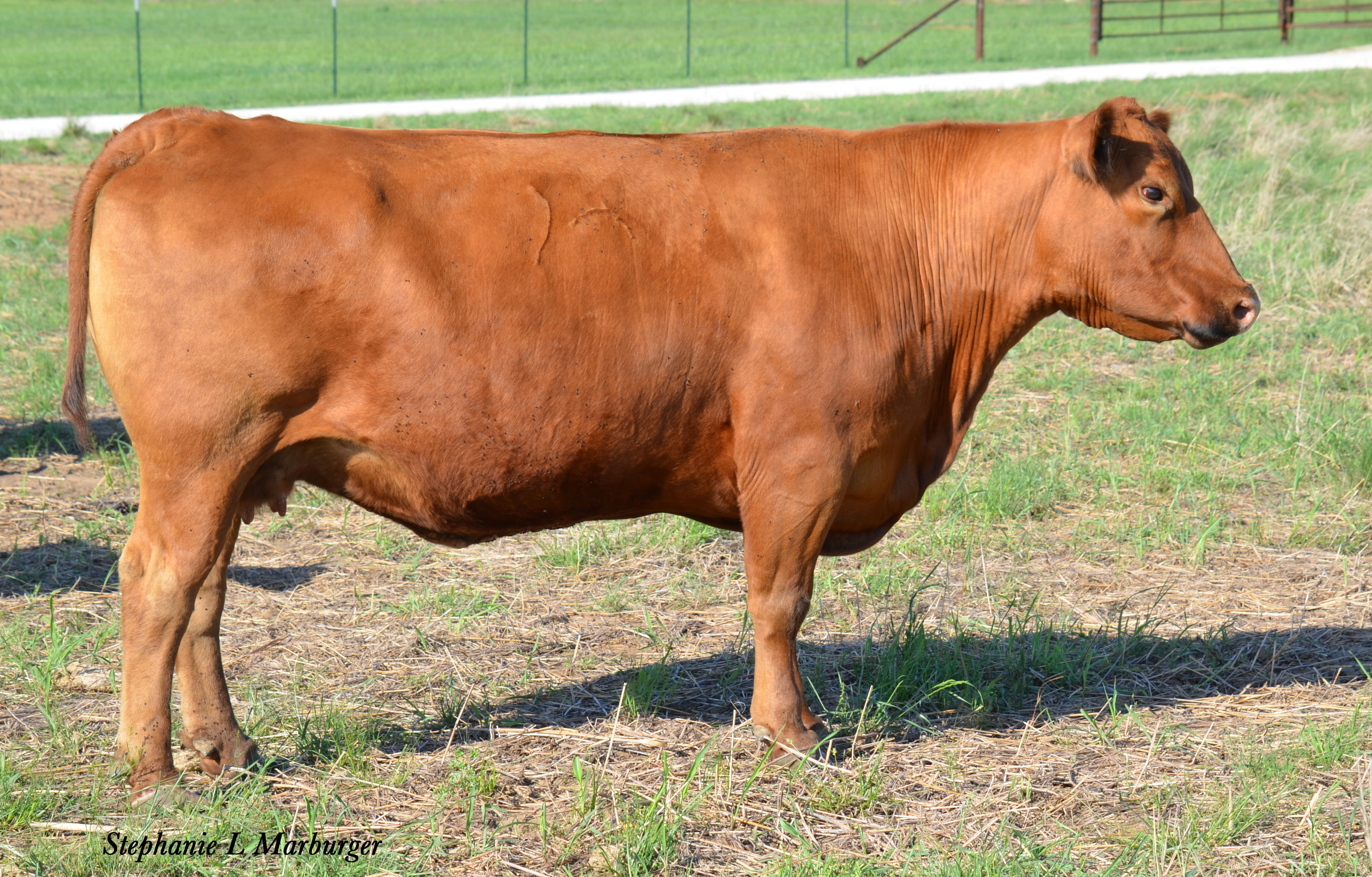 PIE Lakota 046