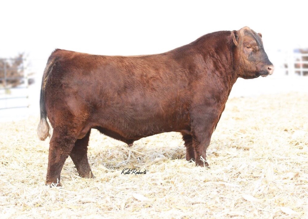 PIE Fullback 7005